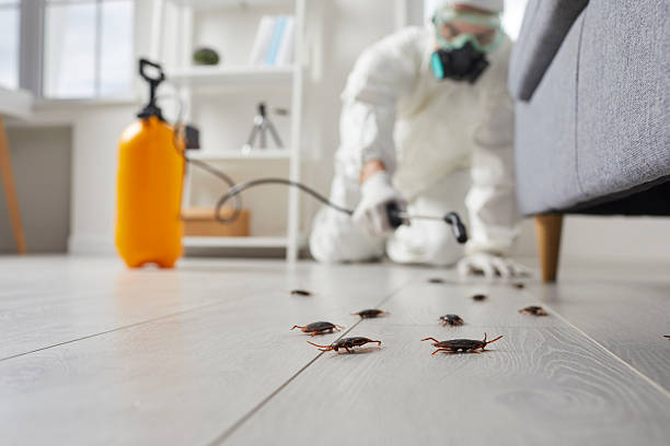 Post-Treatment Bed Bug Interceptor Monitoring in Dermott
